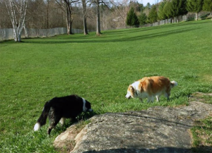 Enjoying being off leash at the Ticonderoga Dog Park