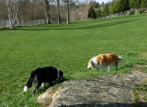 Ticonderoga Dog Park