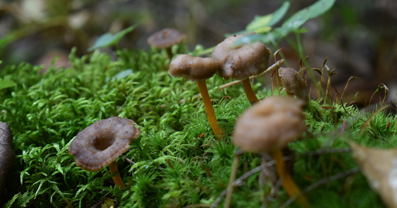 Gallery of Adirondack Mushrooms