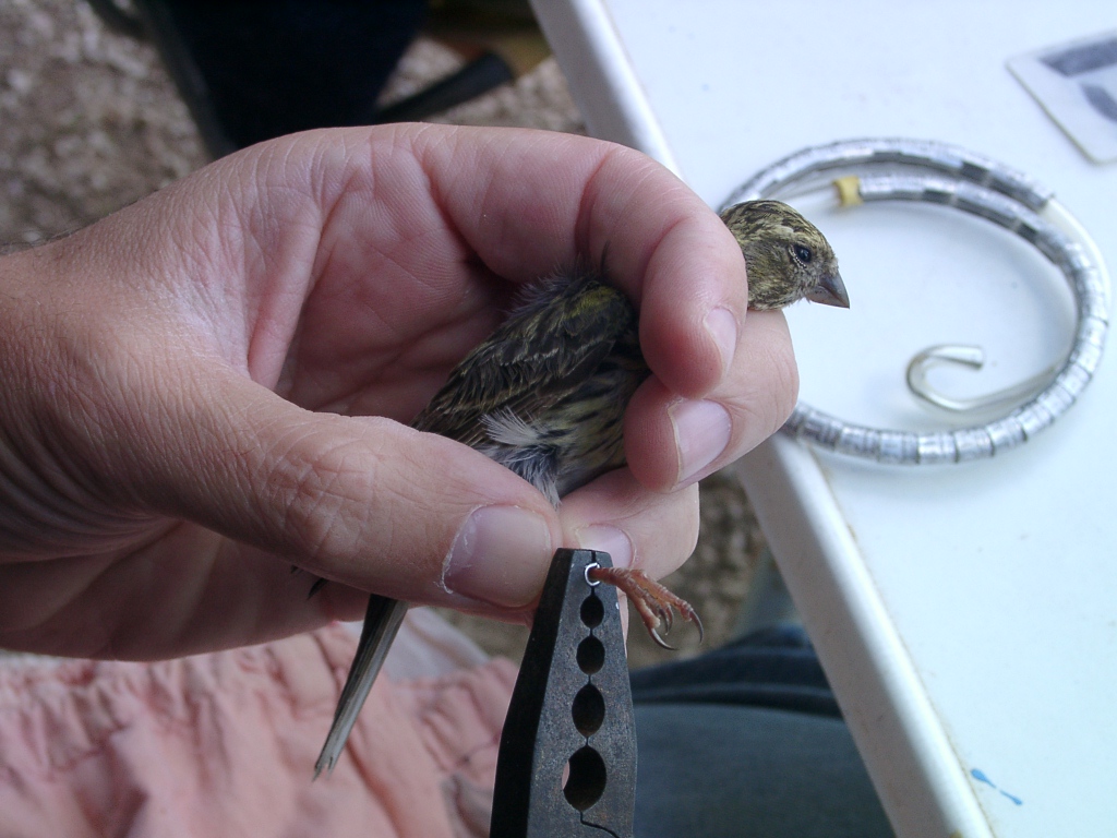 Bird Banding at the Crown Point State Historic Site