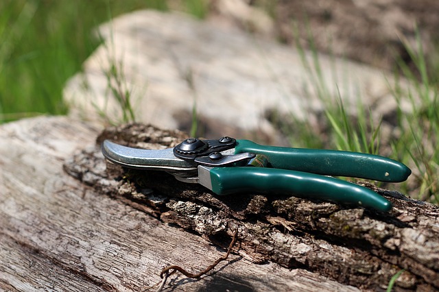 Grafting & Pruning Workshop + Tree Sale Pick Up